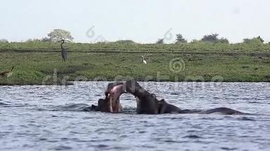 河马，河马，两栖动物，成人，嘴巴张开，威胁显示，战斗，Chobe河，奥卡万戈三角洲。